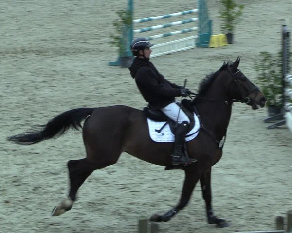 Reitturnier Westergellersen 2025