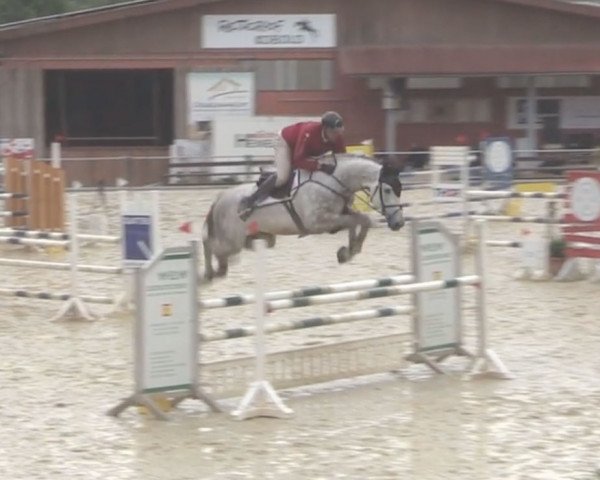jumper Cochiloco PS (Oldenburg show jumper, 2015, from Chacco-Blue)