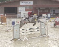 jumper Cochiloco PS (Oldenburg show jumper, 2015, from Chacco-Blue)