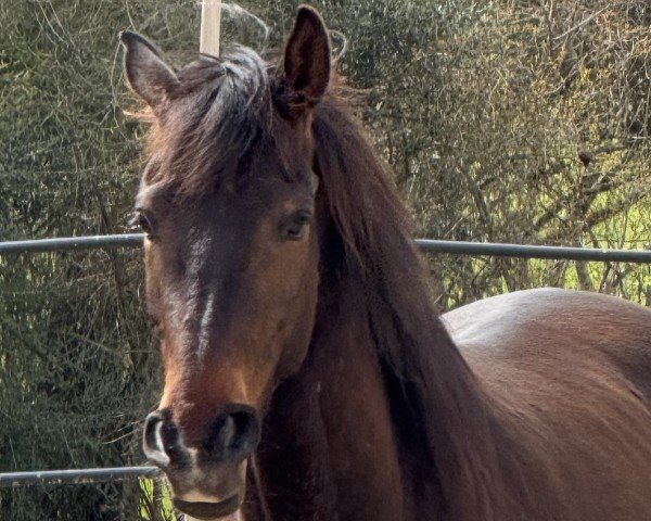 horse Jovian‘s Dreamboy (Oldenburg, 2020, from Jovian)
