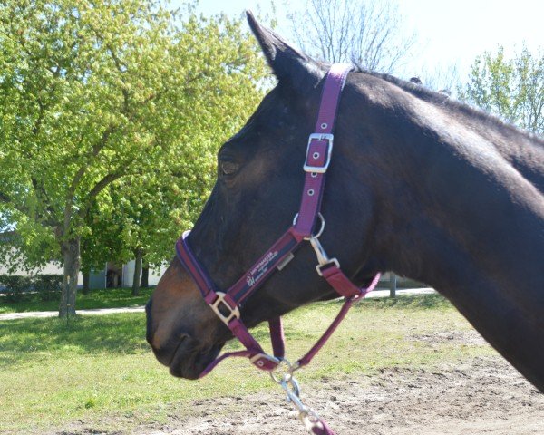 jumper Annabell 482 (German Sport Horse, 2007, from Abanos)