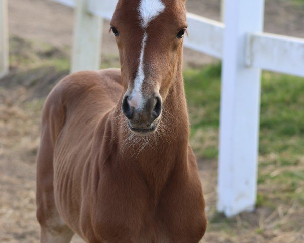 foal by Camar Qathmandu (Trakehner, 2025, from Camar Bahrain)