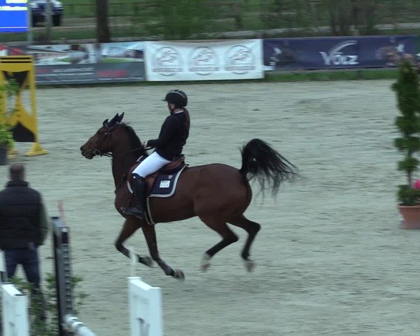 Reitturnier Westergellersen 2025