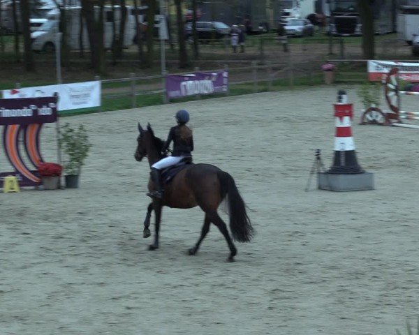 Reitturnier Westergellersen 2025