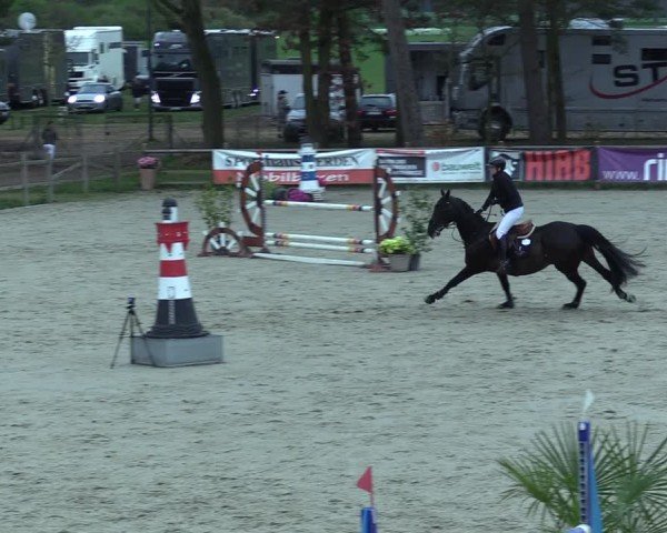 Reitturnier Westergellersen 2025