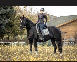 dressage horse Dream of Life 8 (Hanoverian, 2014, from Dante Weltino Old)