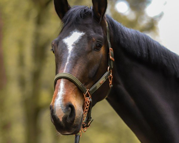 Pferd Thor (Oldenburger, 2021, von Total Hope OLD)