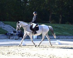 broodmare Halla (German Sport Horse, 2007, from Ciacomini)