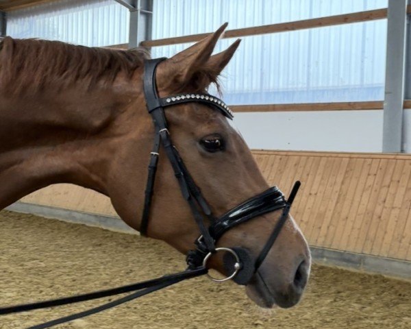 dressage horse Kjenta in Love (Oldenburg, 2020, from Kjento)