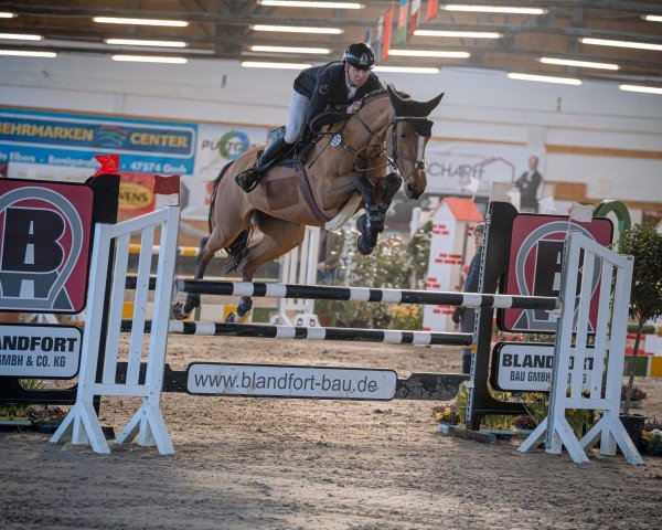 jumper D'Amichi- H Z (Zangersheide riding horse, 2019, from D'Aganix 2000 Z)