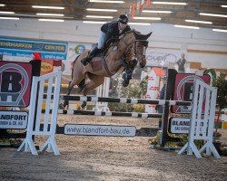 jumper D'Amichi- H Z (Zangersheide riding horse, 2019, from D'Aganix 2000 Z)