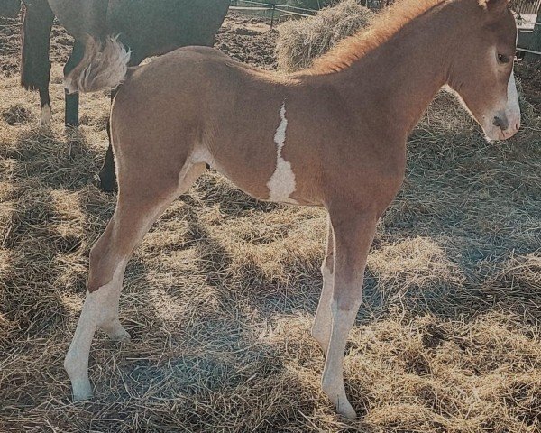foal by Vanille (Trakehner, 2025, from Hotim)