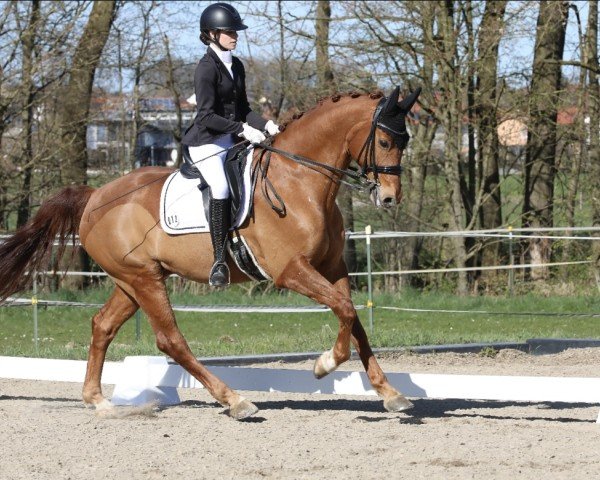 Dressurpferd Barny 83 (Hannoveraner, 2017, von Belissimo NRW)