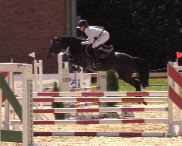 jumper Eiderdiek's Charmeur (German Riding Pony, 2016, from Koetsiershoeve Cream on Top)