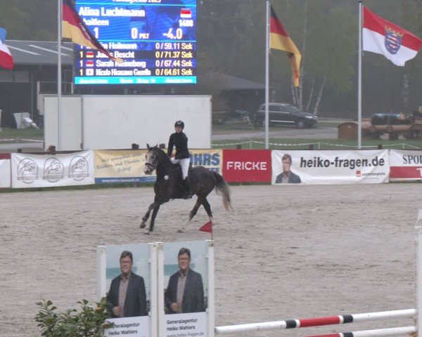 Reitturnier Westergellersen 2025