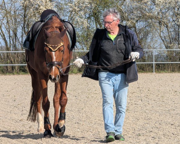 Dressurpferd La Felice HH (Hannoveraner, 2018, von Londontime)