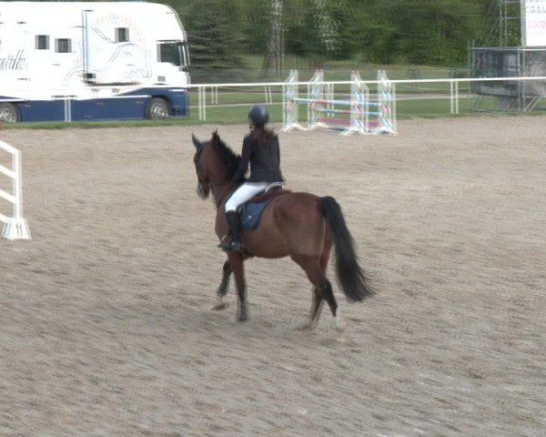 Equestrian Show Margarethen am Moos 2025
