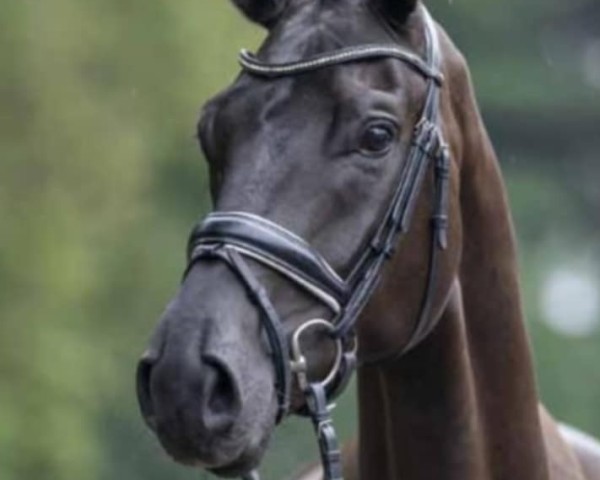 Dressurpferd Fandango 280 (Hannoveraner, 2015, von Finest)