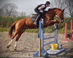 Springpferd Dickinson (Holsteiner, 2020, von Del 'Arko d'Henvet)