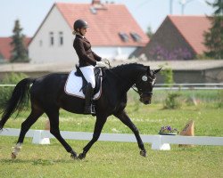 broodmare Herzallerliebst 2 (Hanoverian, 2012, from Heinrich Heine)