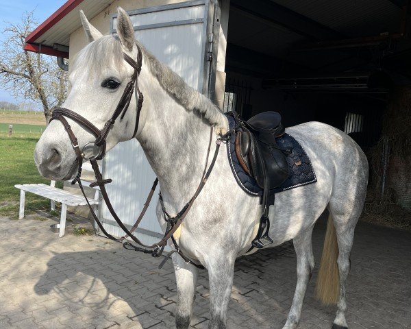 horse Aramea (German Sport Horse, 2020, from For Treasure VDL)
