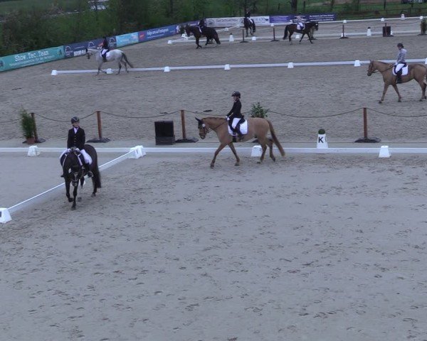 Reitturnier Scharnebeck 2025
