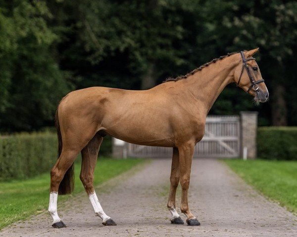 horse Casario de Rigo Z (Zangersheide riding horse, 2021, from Caribis Z)