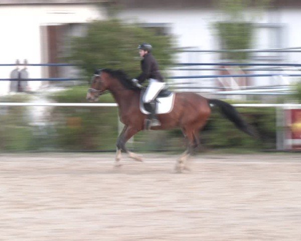 Reitturnier Margarethen am Moos 2025