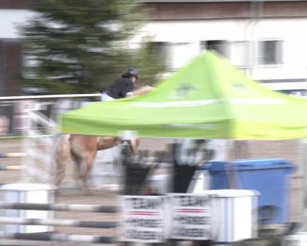 Reitturnier Margarethen am Moos 2025