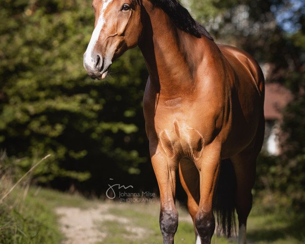 jumper Cordess du Rouet (Oldenburg show jumper, 2016, from Cordess 2)