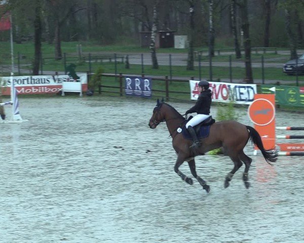 Reitturnier Westergellersen 2025