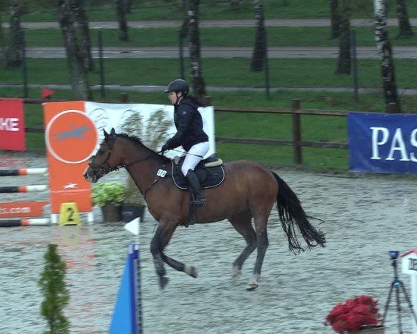 Reitturnier Westergellersen 2025