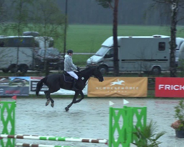 Reitturnier Westergellersen 2025