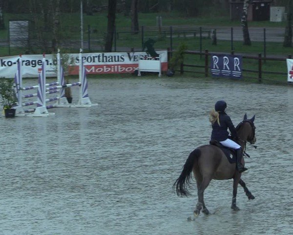 Reitturnier Westergellersen 2025