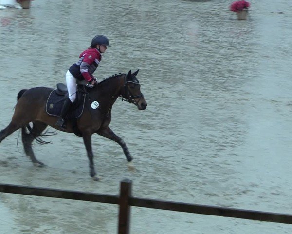 Reitturnier Westergellersen 2025