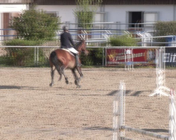 Reitturnier Margarethen am Moos 2025