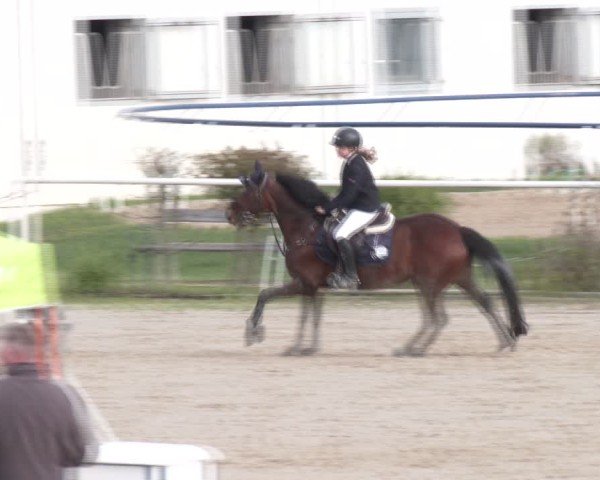 Reitturnier Margarethen am Moos 2025