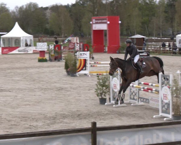 Reitturnier Westergellersen 2025