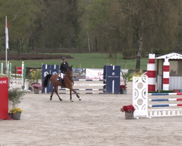 Reitturnier Westergellersen 2025