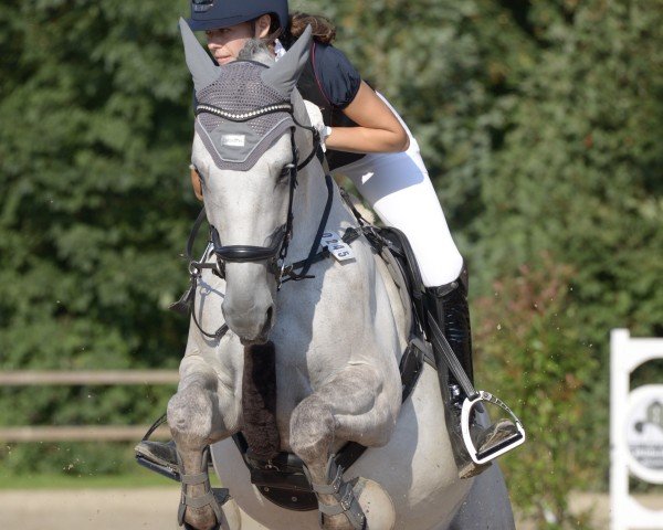 Dressurpferd Havanna de Luxe (Trakehner, 2018, von Magistral AA) Dressurpferd Havanna de Luxe (Trakehner, 2018, von Magistral AA)