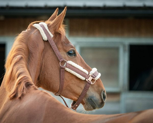jumper Diamir du Vent CH (Swiss Warmblood, 2016, from Diamant de Semilly)