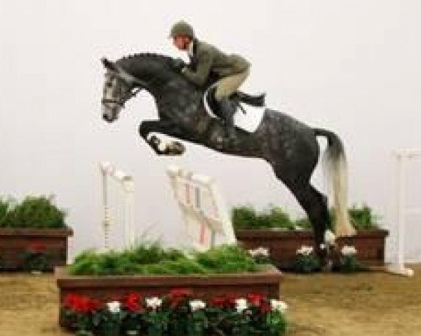 stallion Cerousi (Mecklenburg, 2006, from Cero) stallion Cerousi (Mecklenburg, 2006, from Cero)