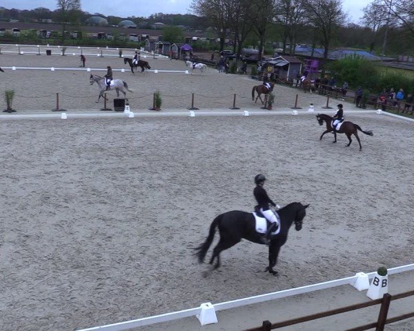 Reitturnier Scharnebeck 2025