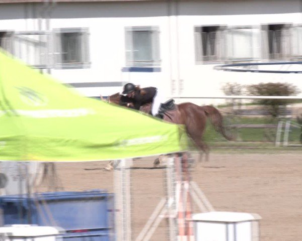 Reitturnier Margarethen am Moos 2025