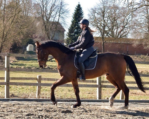 horse Cedrik (Hanoverian, 2020, from Cadeau Noir)
