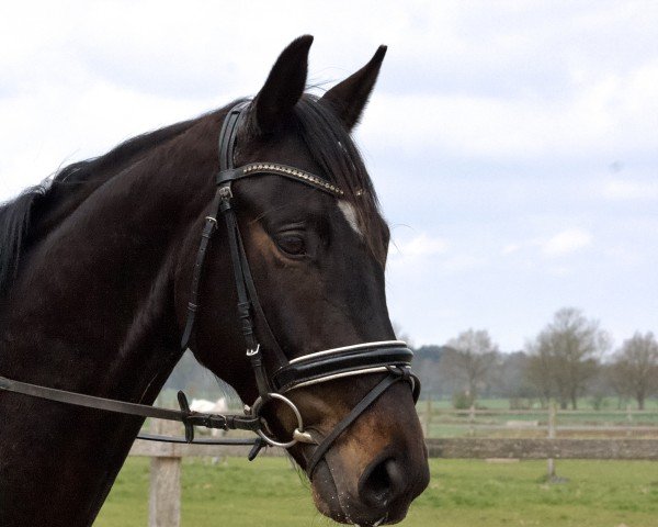 horse Laurenz (Hanoverian, 2020, from Labbadio)