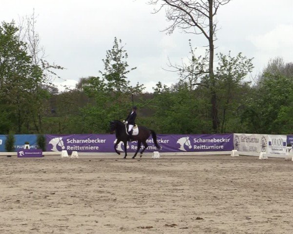 Reitturnier Scharnebeck 2025