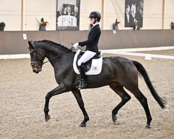Dressurpferd Raffaello Rossi (Westfale, 2019, von Rock Deluxe NRW)