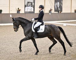 dressage horse Raffaello Rossi (Westphalian, 2019, from Rock Deluxe NRW)