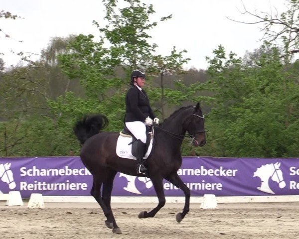 Reitturnier Scharnebeck 2025